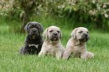 CANE CORSO 1065